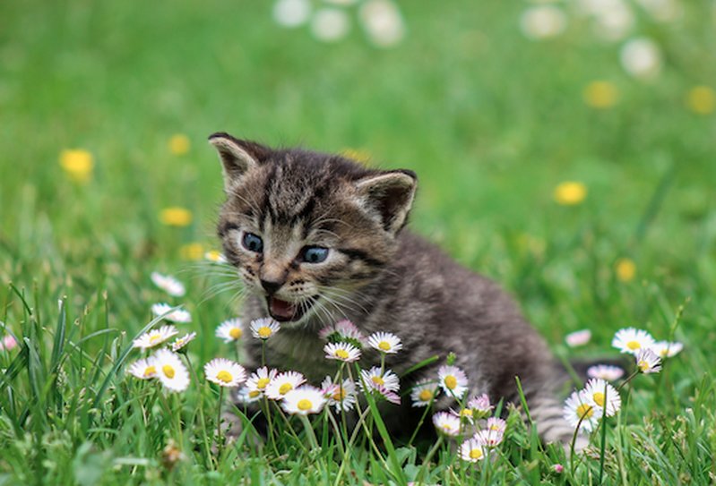 Katt Katt